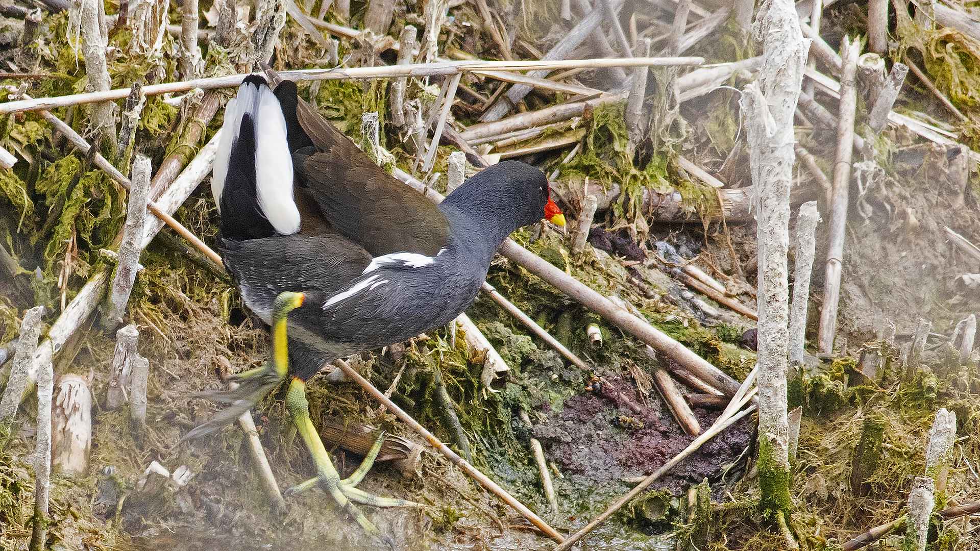 Eurasian Moorhen